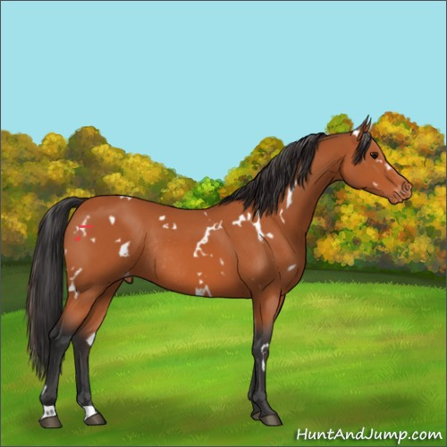 Horse Color:White Spotted Bay Appaloosa Rabicano 