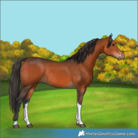 Horse Color:Bay Tobiano Rabicano 