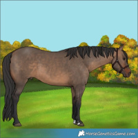 Horse Color:Brown Dun 