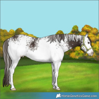 Horse Color:White Spotted Liver Chestnut 