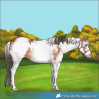 Horse Color:White Spotted Bay 