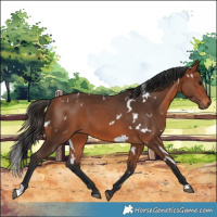 Horse Color:White Spotted Bay 