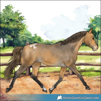 Horse Color:Buckskin Appaloosa 