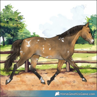 Horse Color:White Spotted Buckskin 