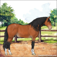 Horse Color:Bay Appaloosa 