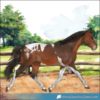 Horse Color:Bay Tobiano Appaloosa 
