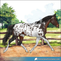 Horse Color:Brown Tobiano Near Leopard 