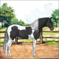 Horse Color:Black Tobiano Appaloosa 