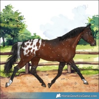 Horse Color:Brown Appaloosa
