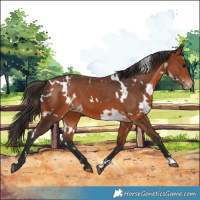 Horse Color:White Spotted Bay Varnish 