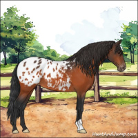 Horse Color:Brown Appaloosa 