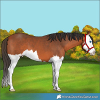 Horse Color:Bay Splash 