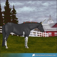 Horse Color:Black Tobiano 