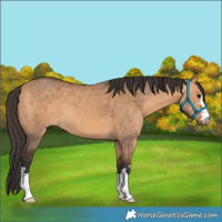 Horse Color:Bay Dun