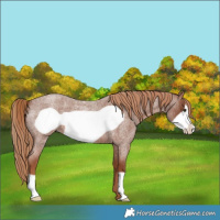 Horse Color:Red Roan Frame 