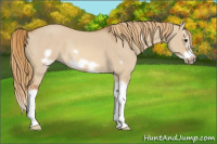 Horse Color:Red Dun Splash Frame Rabicano 