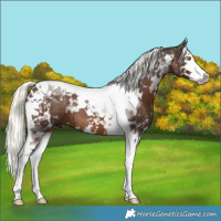 Horse Color:White Spotted Liver Chestnut Mushroom Splash Tobiano 