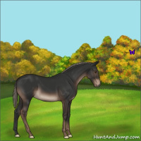 Horse Color:Liver Chestnut Mushroom 