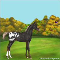 Horse Color:Liver Chestnut Appaloosa 
