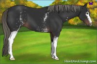 Horse Color:White Spotted Liver Chestnut Mushroom 