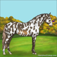 Horse Color:Chocolate Palomino Mushroom Near Leopard 