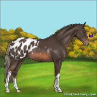 Horse Color:Liver Chestnut Mushroom Appaloosa 