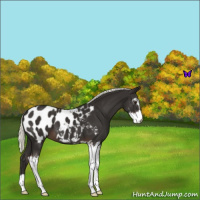 Horse Color:Liver Chestnut Mushroom Sabino Appaloosa 