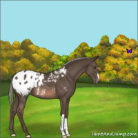Horse Color:Liver Chestnut Mushroom Appaloosa 