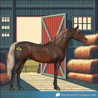 Horse Color:Liver Chestnut Appaloosa 
