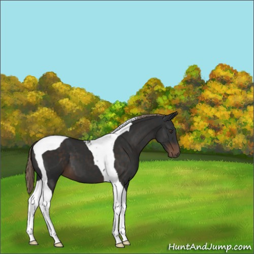 Horse Color:Liver Chestnut Tobiano 