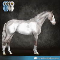 Horse Color:Silver Blue Roan Frame 