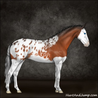 Horse Color:Brown Splash Appaloosa 