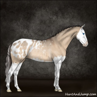 Horse Color:Brown Roan Dun Splash Appaloosa Rabicano