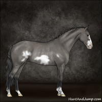 Horse Color:Grullo Roan Frame Appaloosa Rabicano 