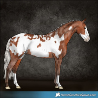 Horse Color:Silver Brown Frame Appaloosa Rabicano 
