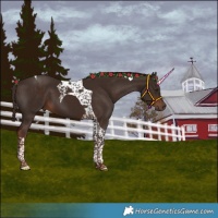 Horse Color:Liver Chestnut Tobiano 