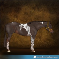 Horse Color:Liver Chestnut Tobiano 