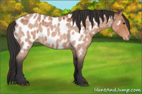 Horse Color:Bay Roan Appaloosa 