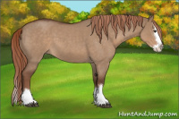 Horse Color:Liver Red Dun Roan Splash 