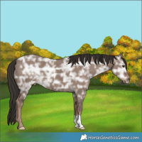 Horse Color:Liver Red Dun Ice Brindle 