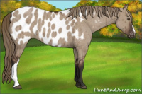 Horse Color:Liver Red Dun Appaloosa Brindle