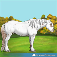 Horse Color:Chestnut Sabino 
