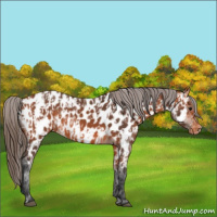 Horse Color:Bay Near Leopard and Bay Near Leopard