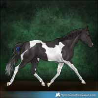 Horse Color:Smoky Black Tobiano 