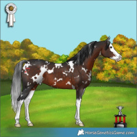 Horse Color:White Spotted Brown Splash 