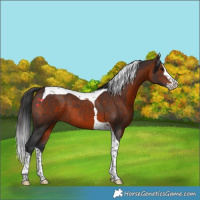 Horse Color:Brown Splash Tobiano Rabicano 