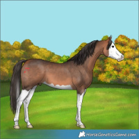 Horse Color:Bay Splash 