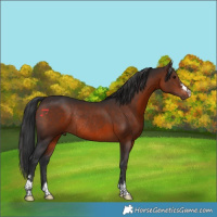 Horse Color:Brown Rabicano 