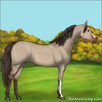 Horse Color:Liver Red Dun 