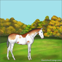 Horse Color:Bay Onyx Splash 
